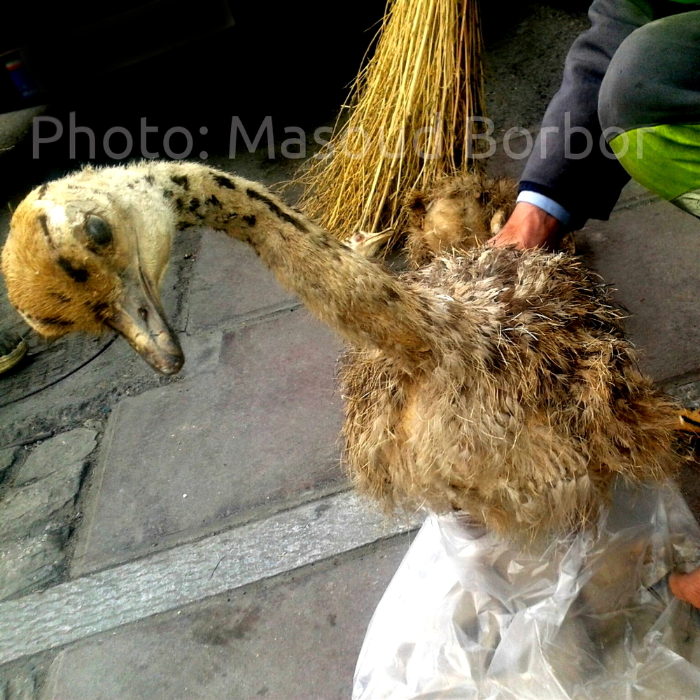 ostrich - شترمرغ